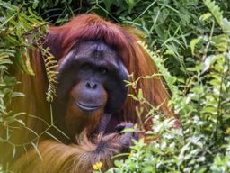 Borneo orangutan
