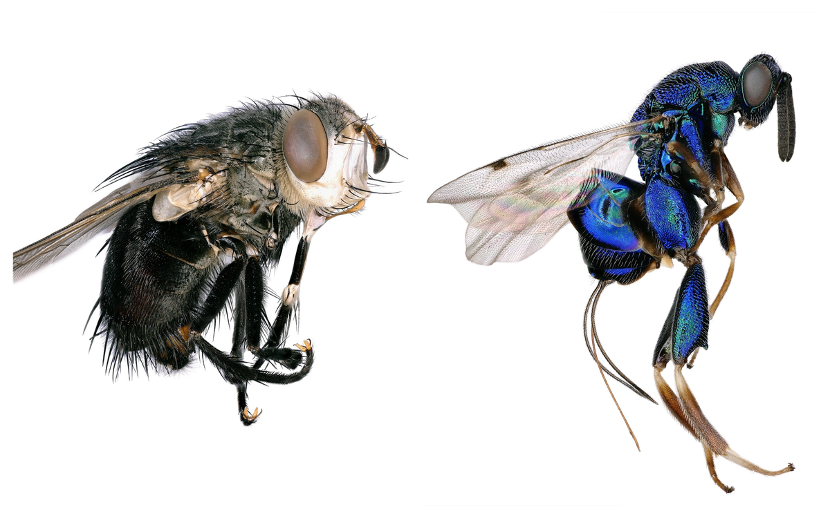 Tachinid fly (left); torymid wasp, <em>Diomorus zabriskii</em>,(right).