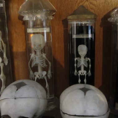 Part of the collection at the Hrdlička Museum of Anthropology.