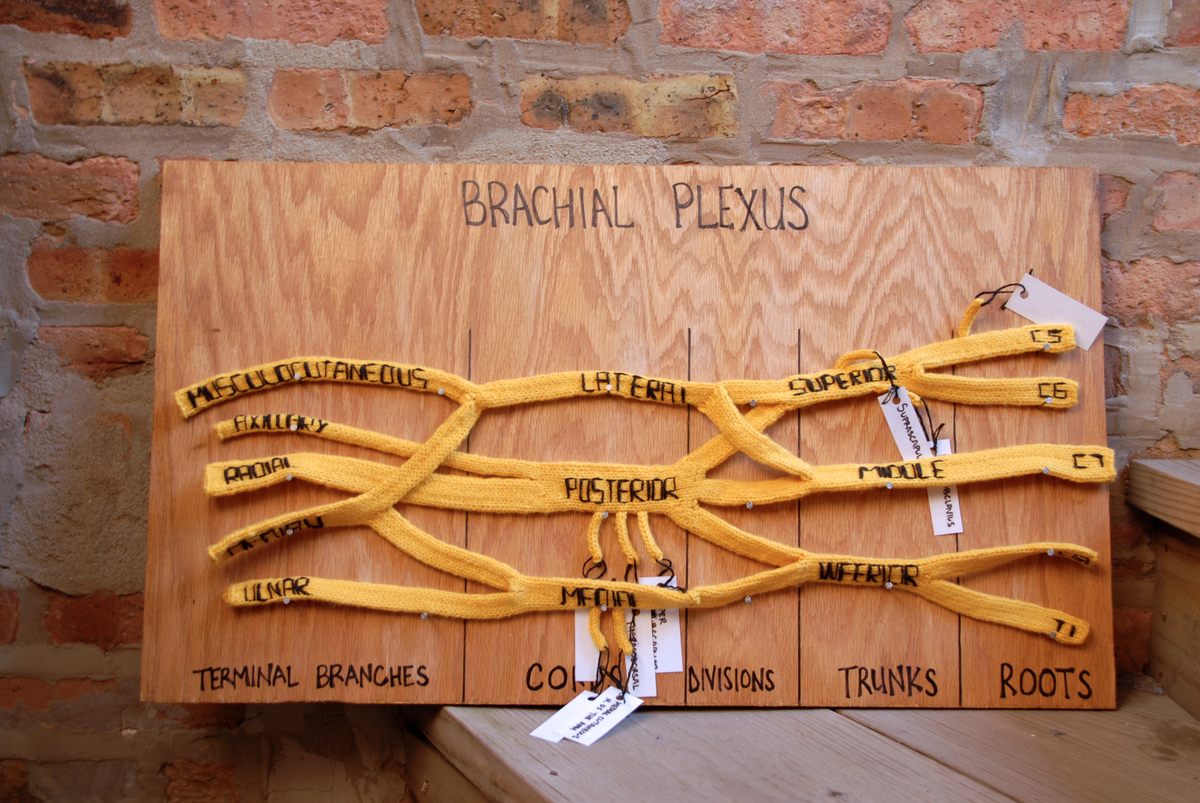 The brachial plexus has a complex network of roots, trunks, division, cords, and branches.
