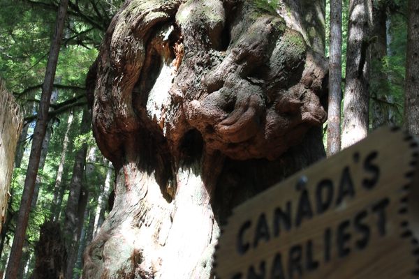 Canada's Knottiest Tree.