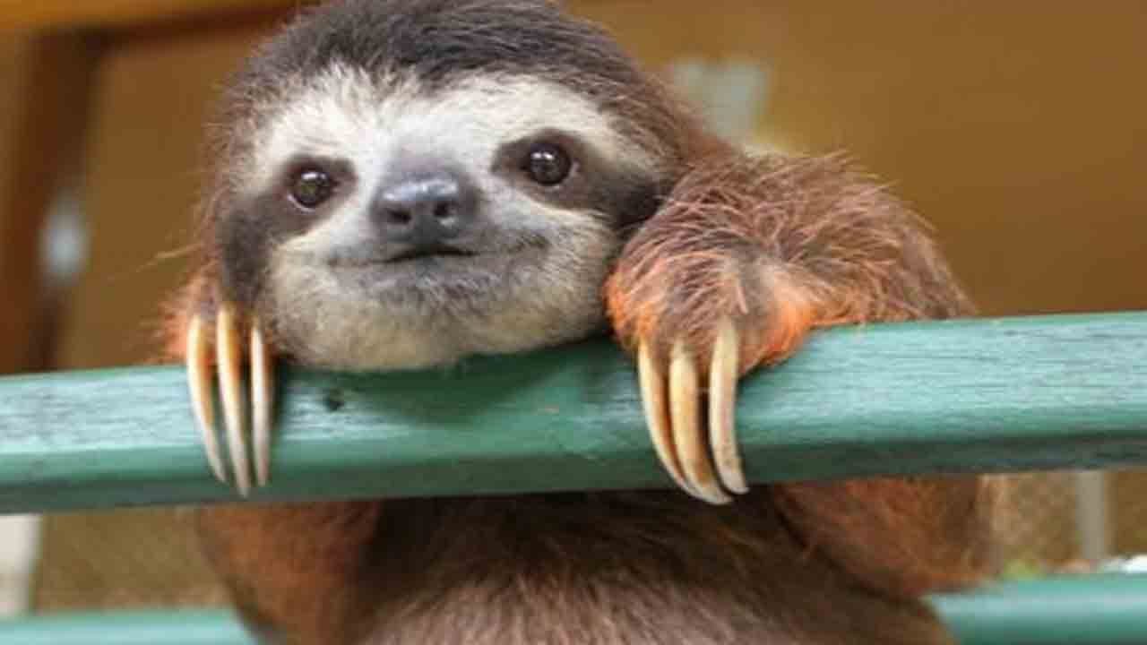 cute sloth