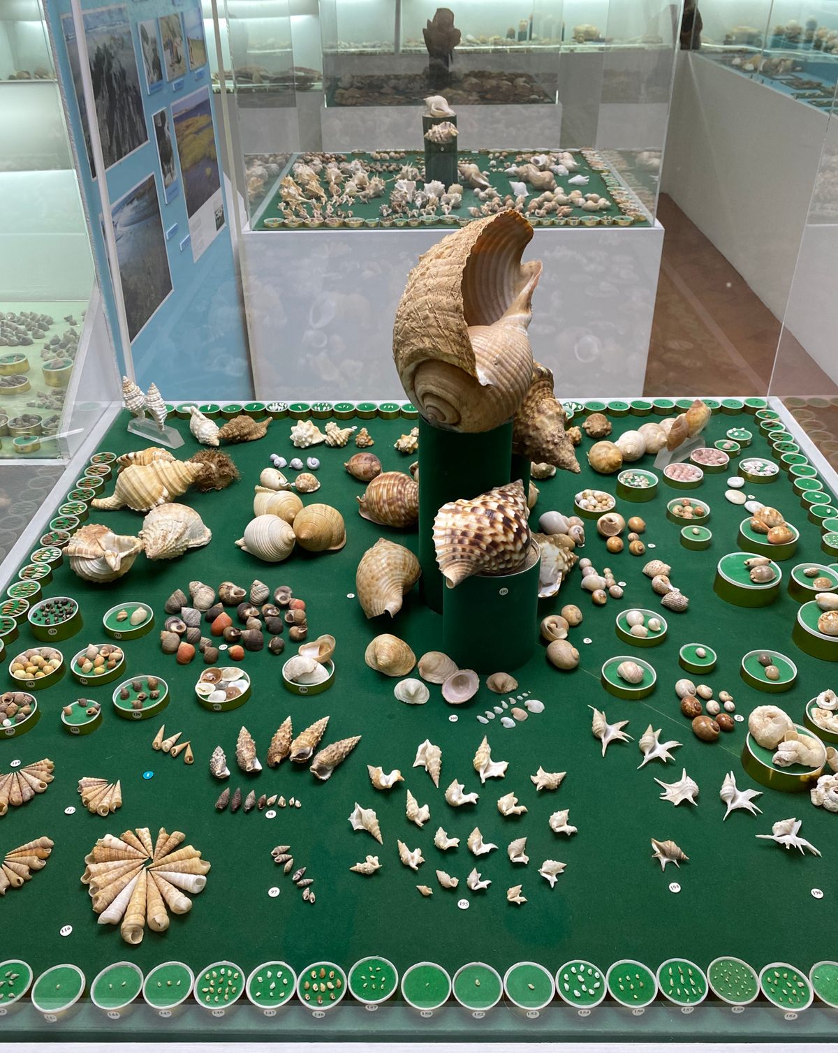 Seashell Gallery – Lisbon, Portugal - Atlas Obscura