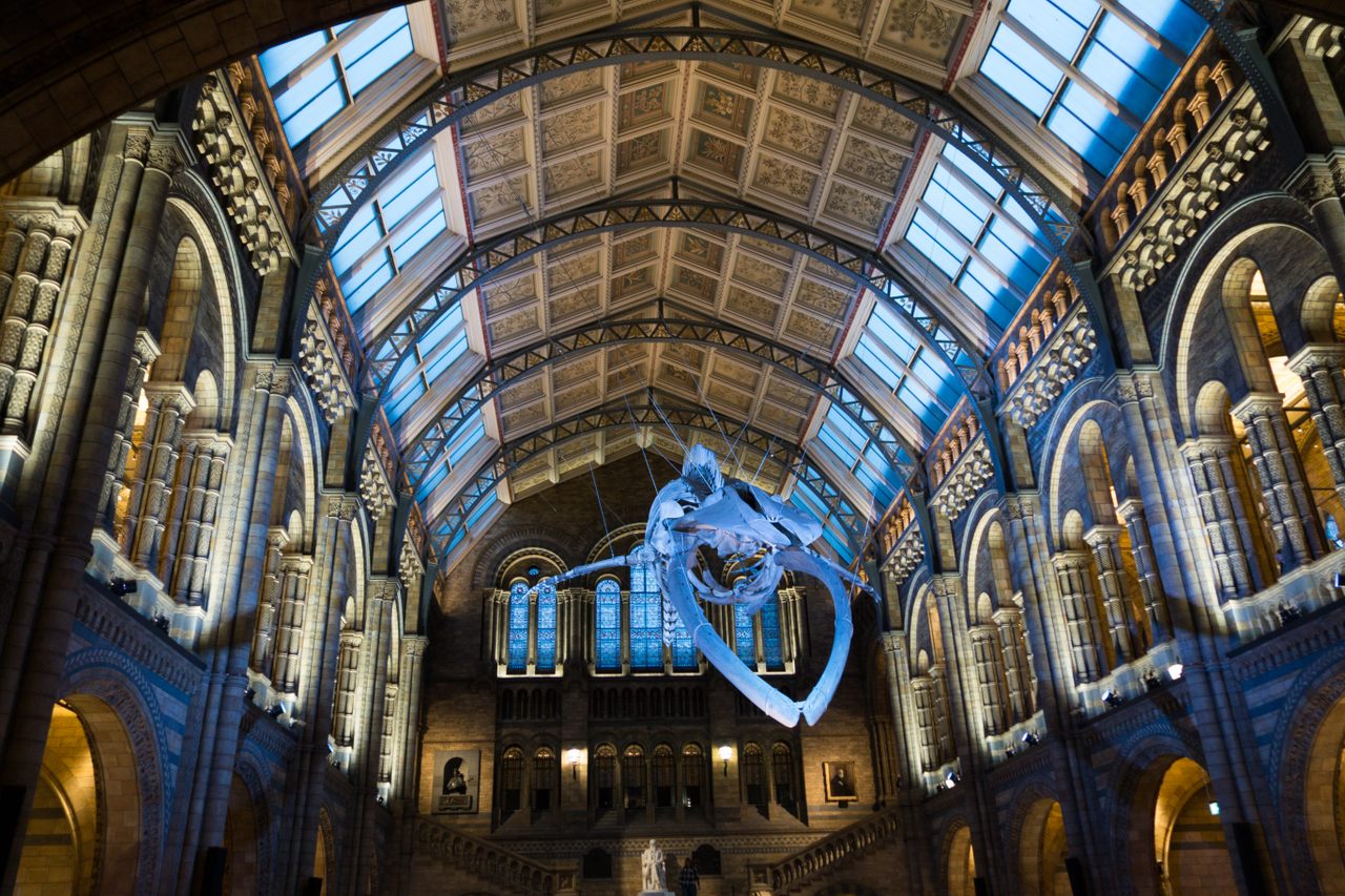The Natural History Museum in London.
