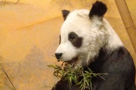 Chi-Chi eternally munching a bamboo stalk.