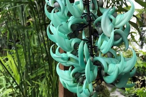 Seattle's Jade Vine Is Almost as Cool as a Corpse Flower