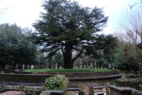 The Cedar of Lebanon.