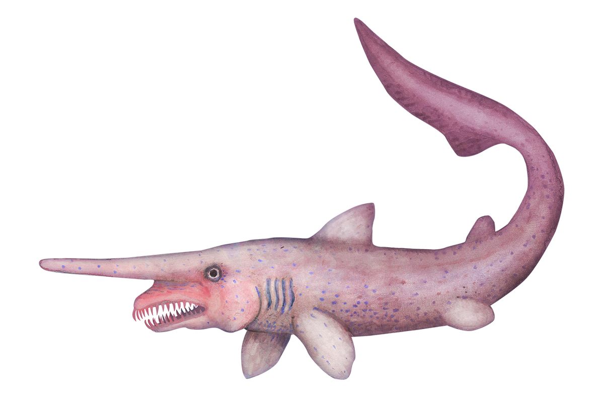 Little is known about the deep-dwelling, elusive goblin shark.