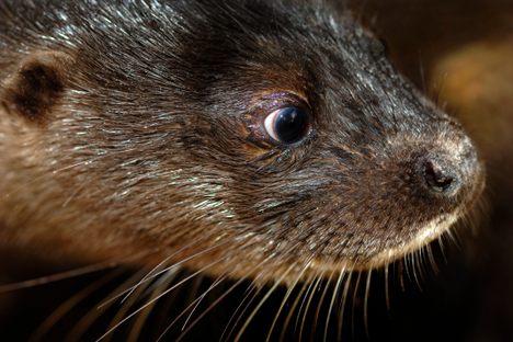 A hairy-nosed otter, one of 700 species identified during a ground-breaking survey of portions of Cambodia's mangrove forests.