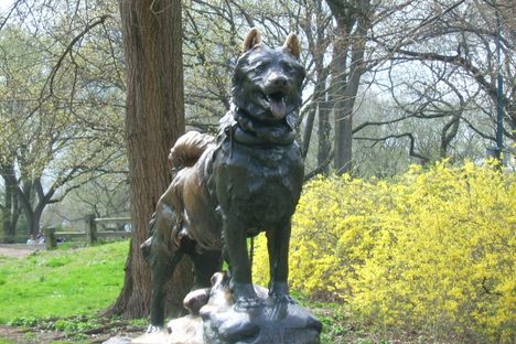 A statue of Balto stands in a place of honor in Central Park.