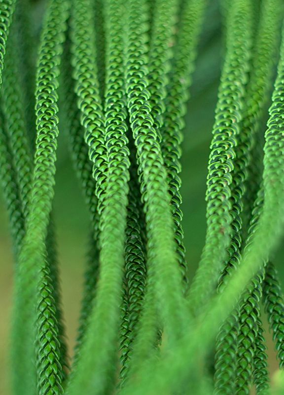 Norfolk Island pine leaves are a much smaller form of foliage.