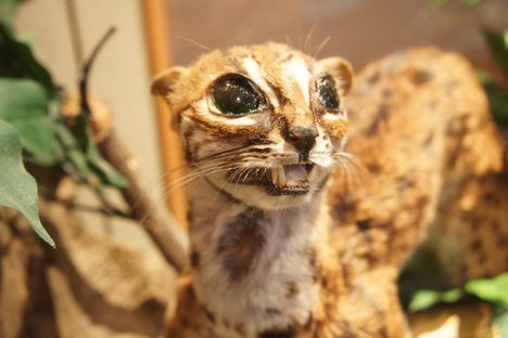 Feline Frenzy: A Photographic Tour of Malaysia's Cat Museum, Nightmarish Taxidermy and All
