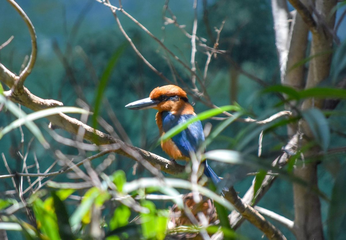 If things got prickly between them, either member of the mating pair could retreat to a perch.