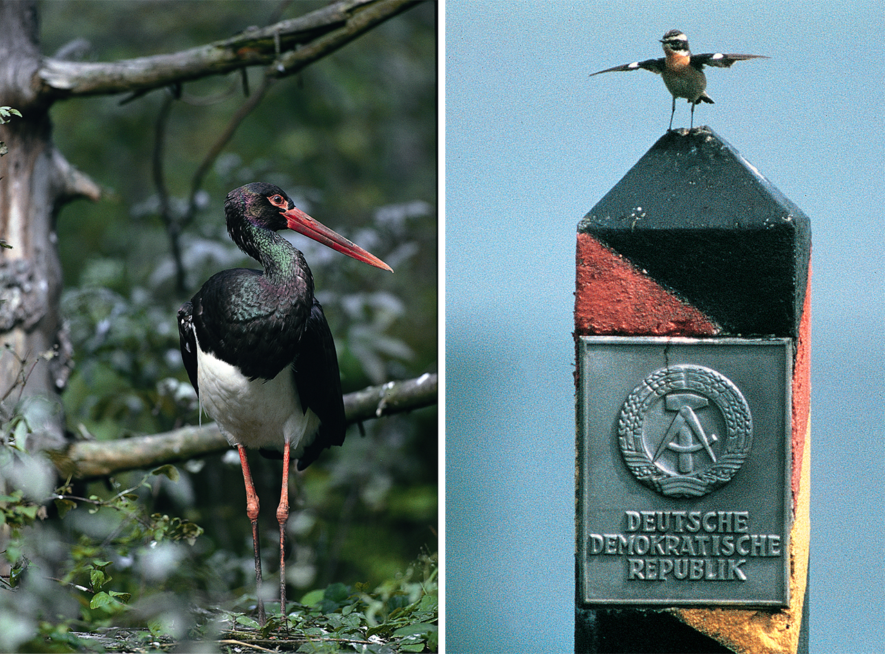 The arrival of black storks (left) in the 1980s was an indication that the old border was serving an ecological purpose; a whinchat (right) perches atop a border post in 1989.