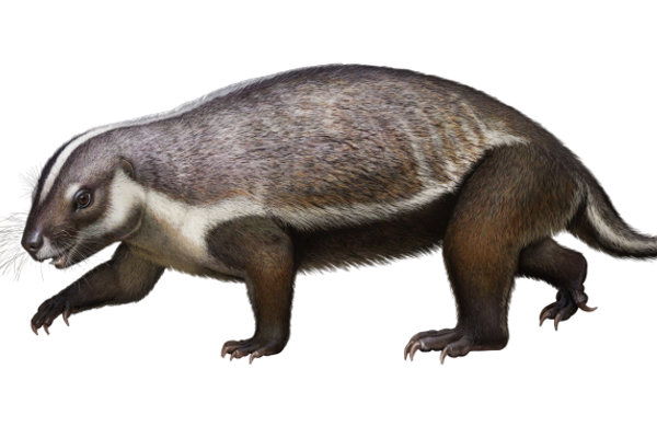 The animal's stubby legs and stumpy tail resemble a badger's. The rest of its anatomy raises more questions than it answers.