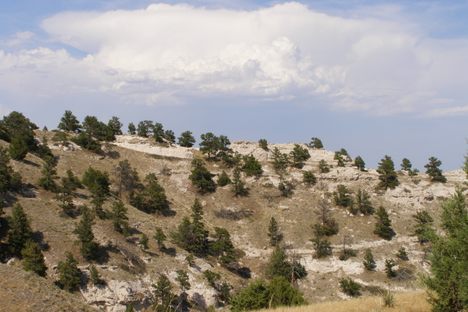 The North Overlook is dotted with ponderosa pine trees.