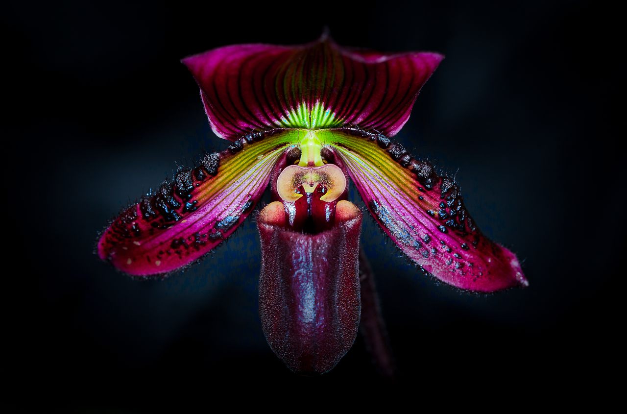 One of the earliest works of botanical horror, written by H.G. Wells in 1894, featured a fictional orchid with a taste for human blood.