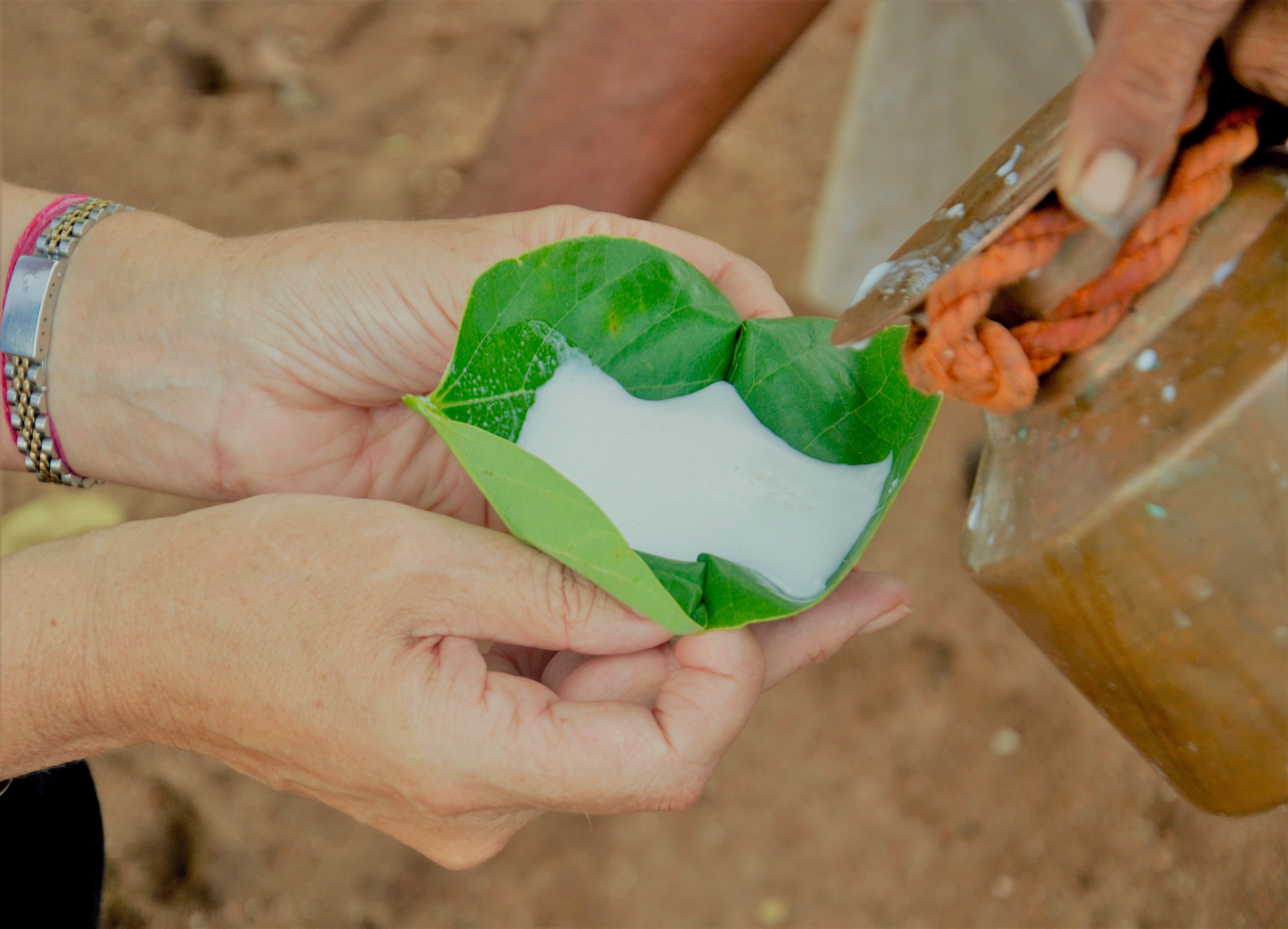 The traditional way of drinking the milk is from an aak leaf with the tip pinched off.