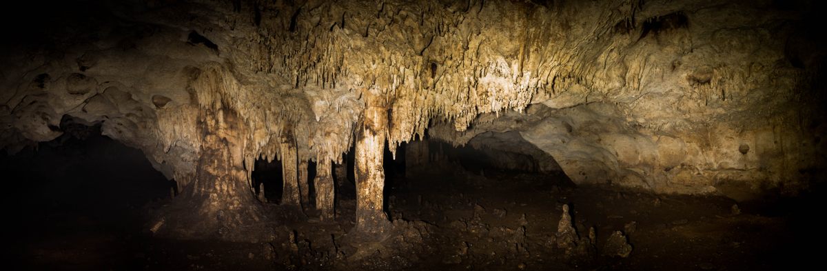 Inside Cueva la Barca, the only known home of the Cuban greater funnel-eared bat.