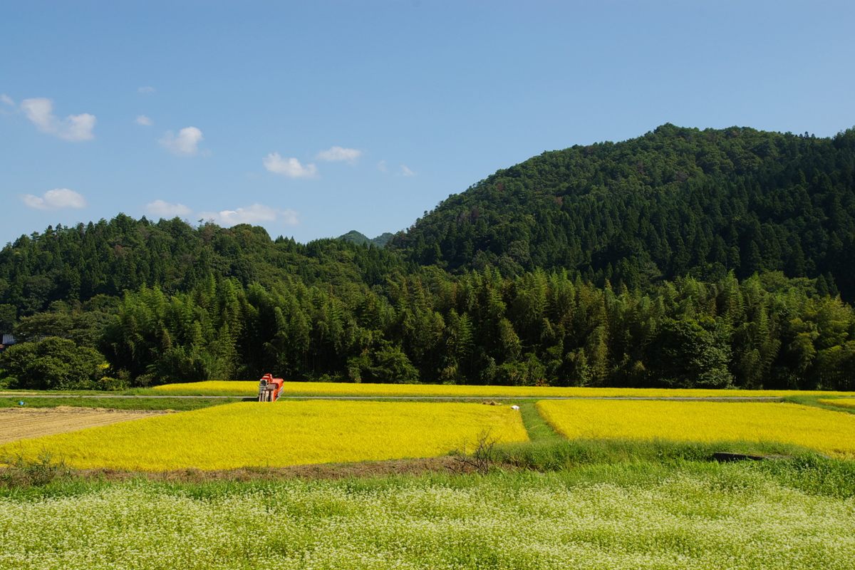 Rice grows in Kitahiroshima, Hiroshima Prefecture.
