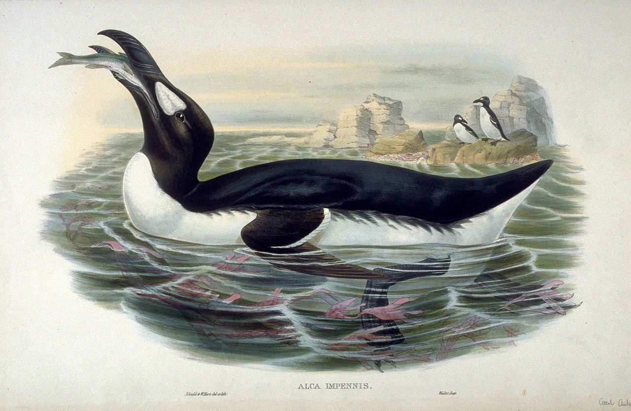 The great auk was most comfortable in the water.