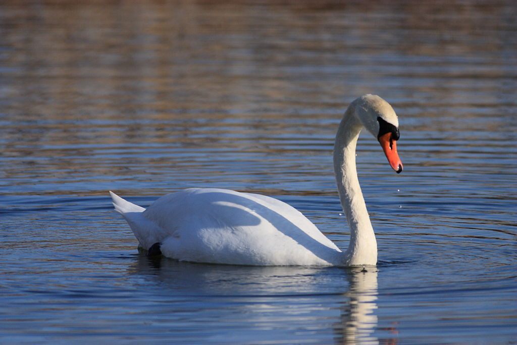 In England, all mute swans are royal swans.