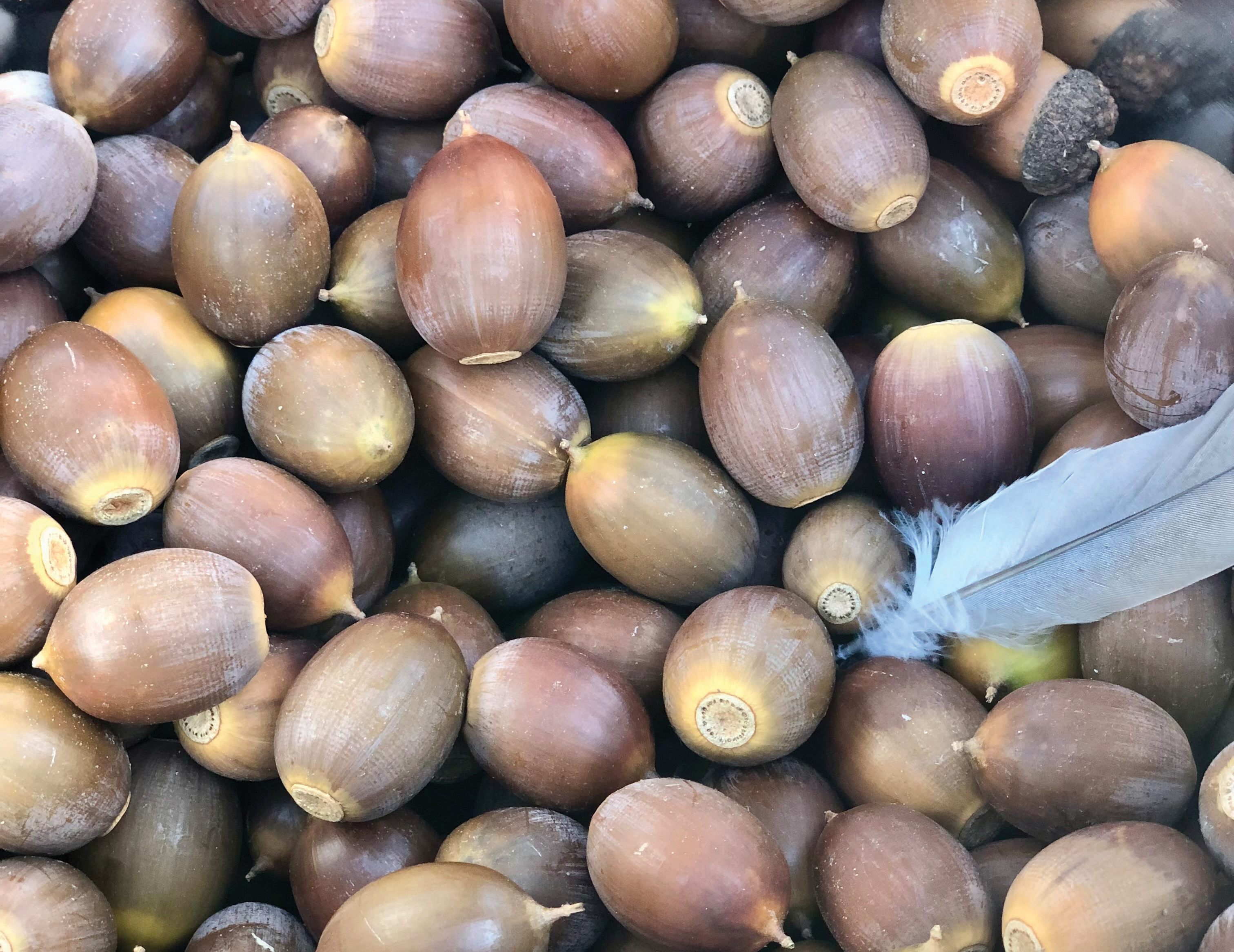 In Karuk mythology, acorns were a gift from the Creator.