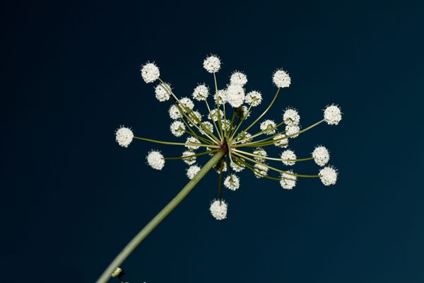 The lethal <em>Cicuta maculata</em>.