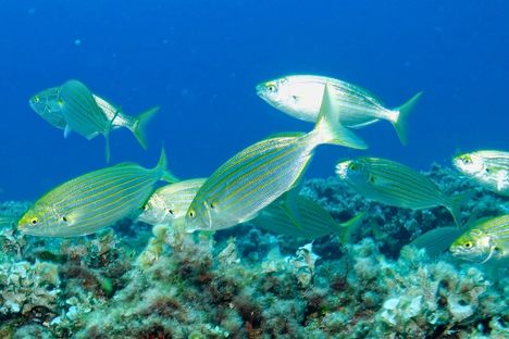 Meet the Hallucinogenic Fish That Can Give You LSD-Esque Nightmares