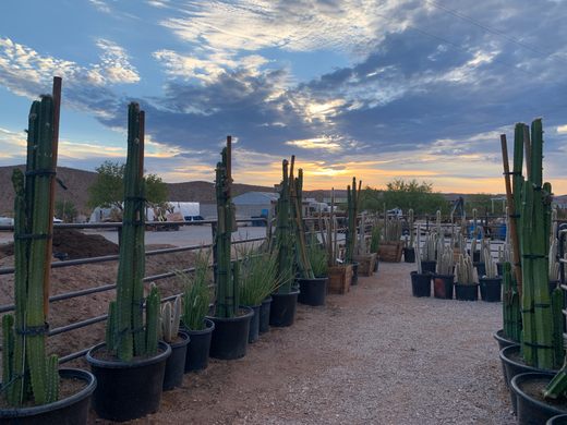 Cactus Joe's Desert Garden & Nursery Las Vegas