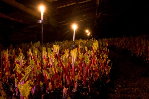 The forced rhubarb grows in complete darkness, aside from the occasional glow of a candle.
