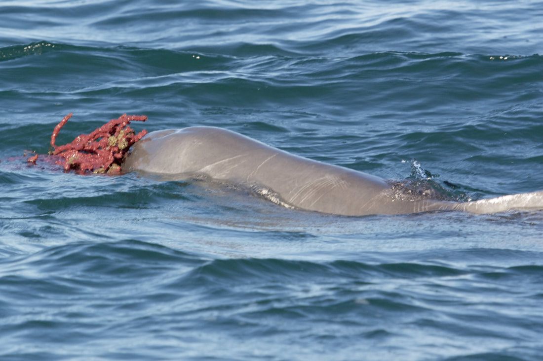 A male dolphin balances a marine sponge on his rostrum.