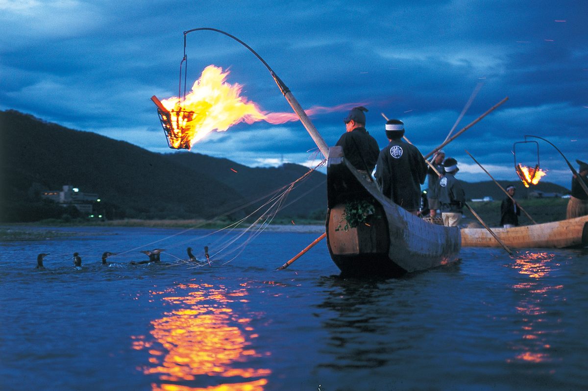 The Japanese Seabirds Who Fish for the Emperor - Gastro Obscura