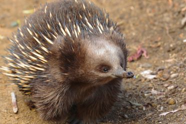 Despite looking like it has borrowed parts from hedgehogs, anteaters, and porcupines, the echidna has followed its own fascinating evolutionary path.