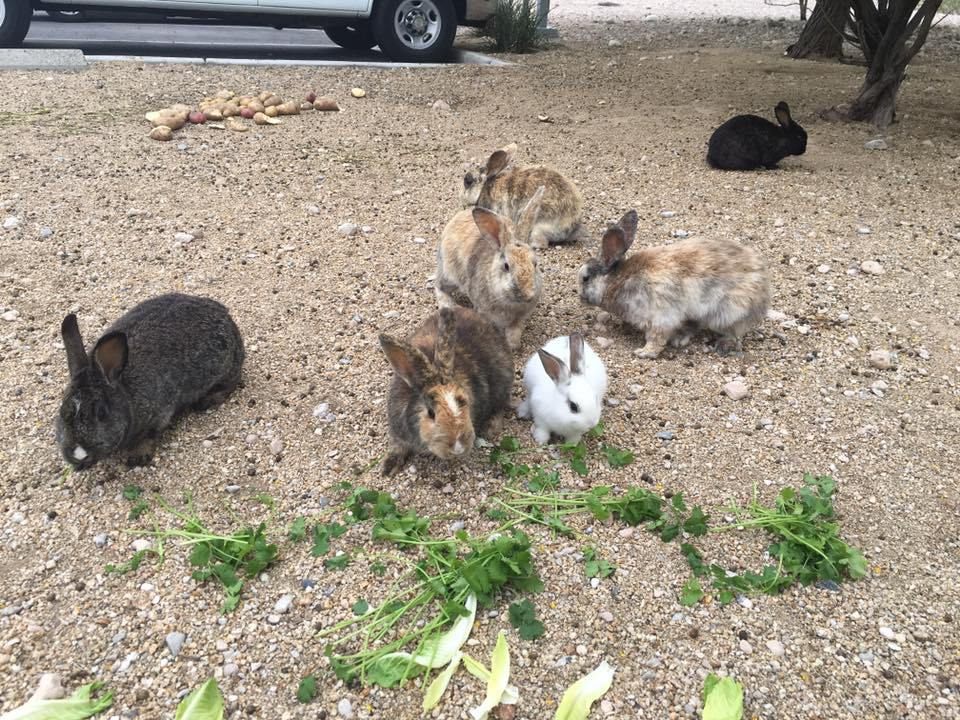 Las Vegas dump site bunnies, happy to be fed.