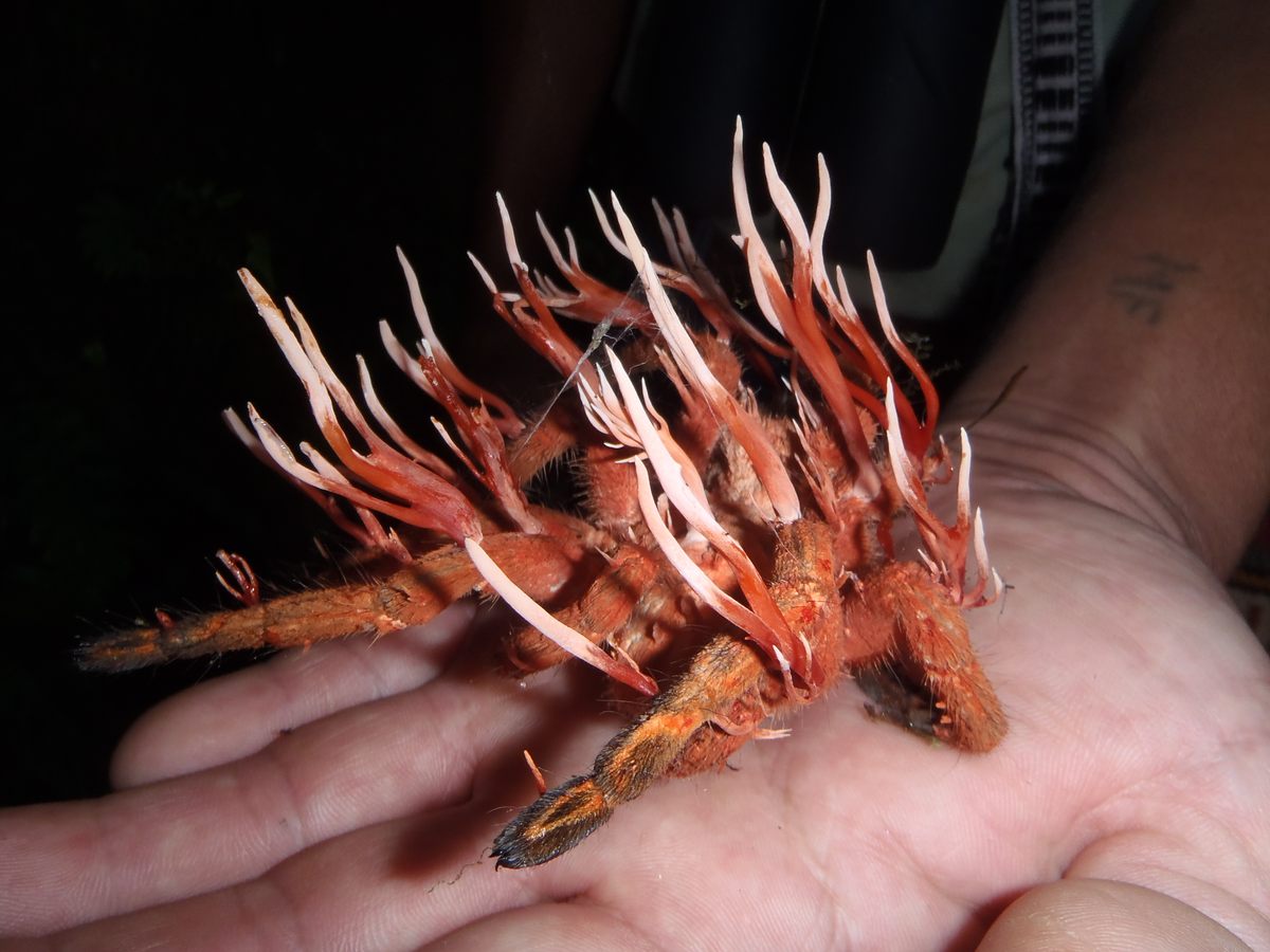 While some members of the parasitic fungus genus <em>Ophiocordyceps</em> seek out insect hosts, this species, <em>O. caloceroides</em>, takes up residence in spiders, such as this tarantula photographed in Ecuador.