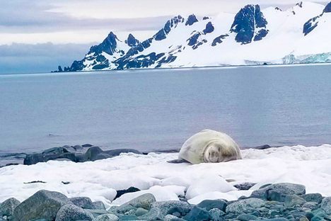A Weddell Seal napping