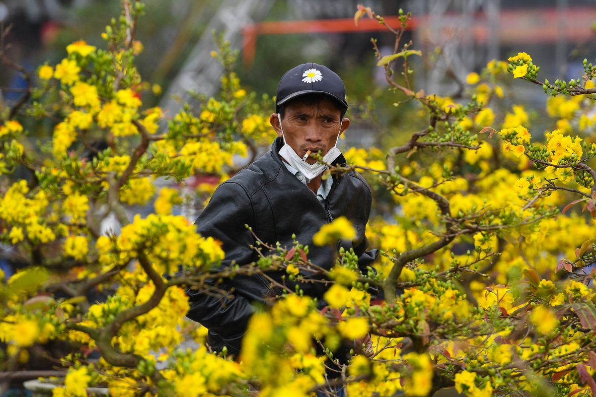 Pots of apricot blossoms are offered for sale in Hanoi before Tet, as the Lunar New Year is referred to in Vietnam. (January 26, 2022)