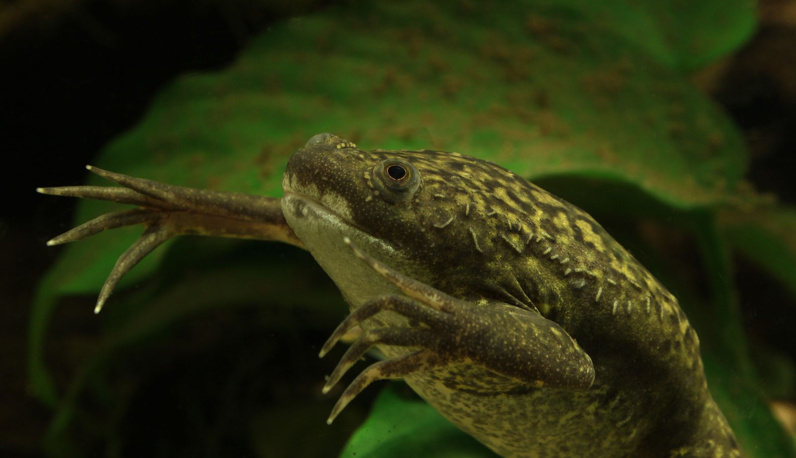 An African clawed frog shows off his special dual-purpose equipment.