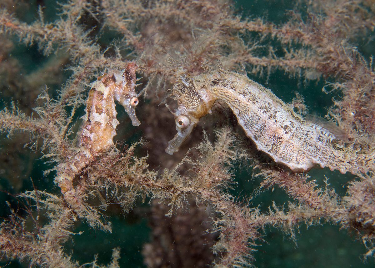 Two seahorses living on the wire of a hotel.
