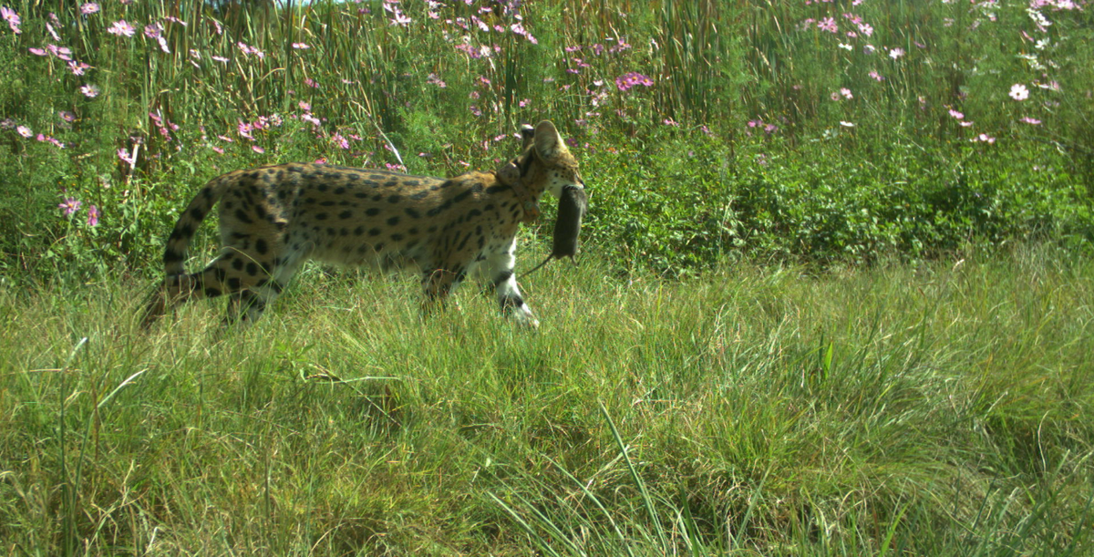 A serval snacking on a vlei rat.