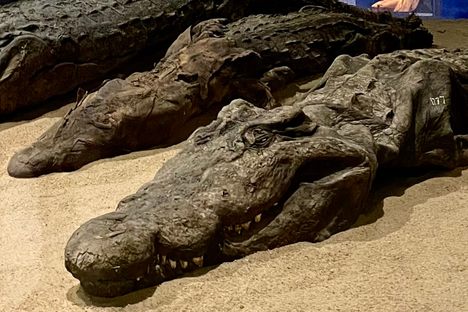 Mummified crocodiles