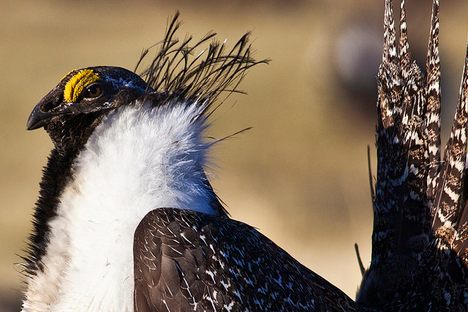 The Fate of This Funny-Looking Bird May Be The Future of Conservation