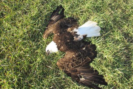 13 Bald Eagles Found in Mysterious Mass Death Incident