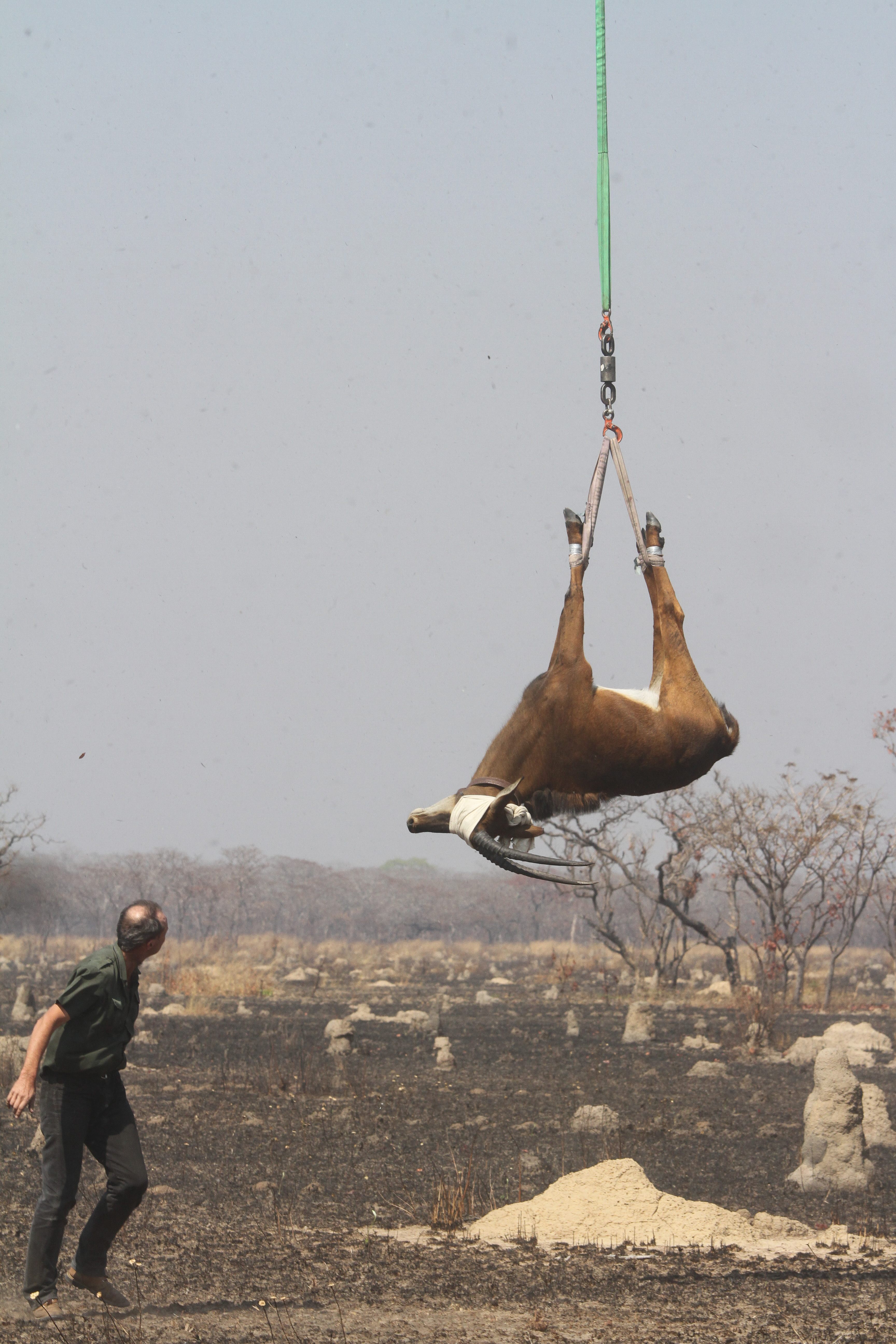 The animals were transferred from one helicopter to another.