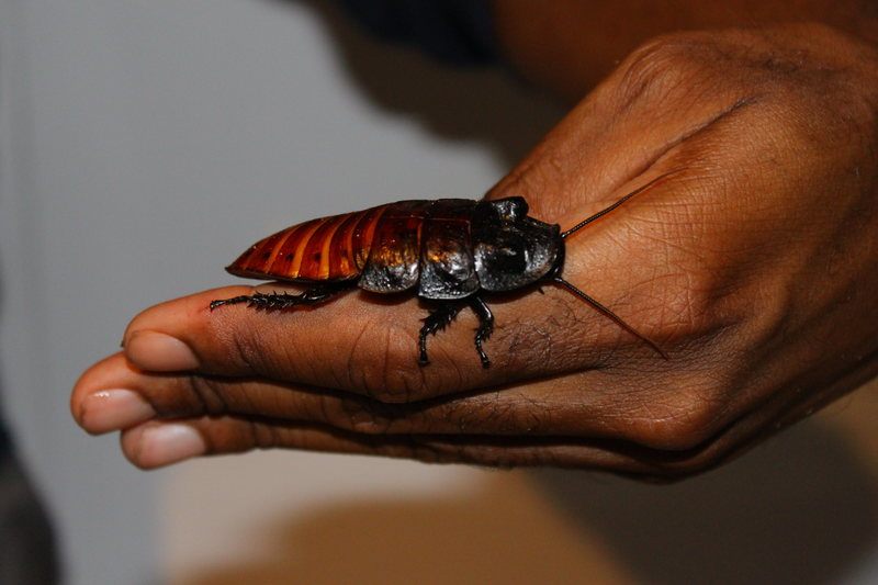 Rodriques with his pet wide horn hissing cockroach.