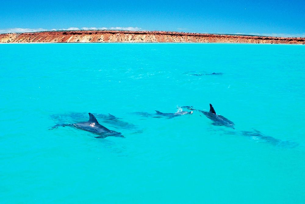 Dolphins just off the Peron Peninsula in Shark Bay, Australia. 