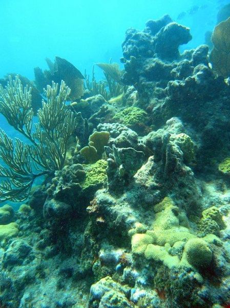 A reef in the Florida Keys today. 