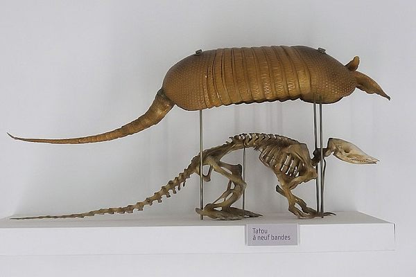 Armadillo in kit