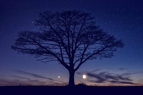 一个孤独的树在金星和火星在左边,右边的月亮。